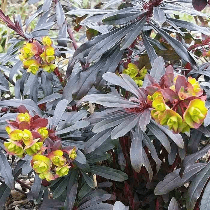 Des images de diff�rentes plantes